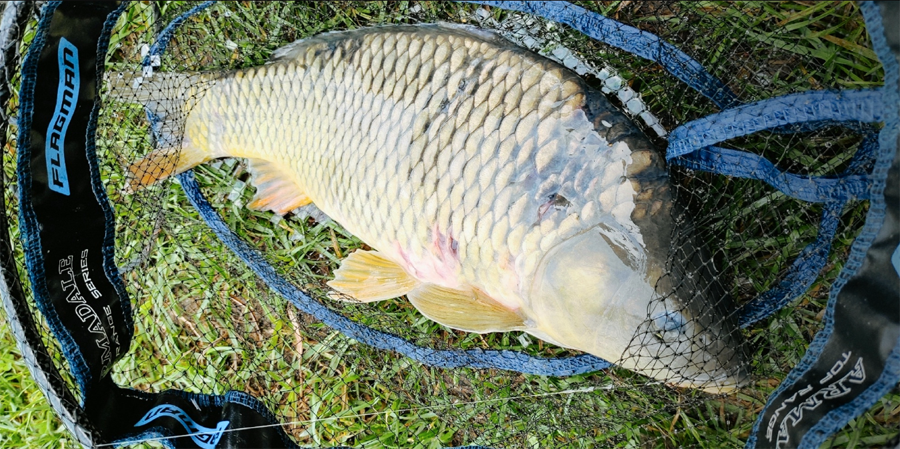 трофейный карп.png